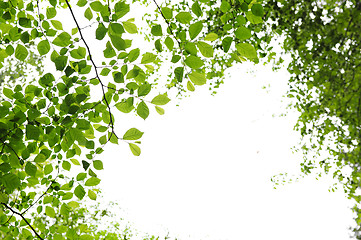 Image showing Green spring leaves on white background