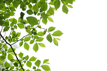 Image showing Green spring leaves on white background