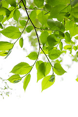 Image showing Green spring leaves on white background