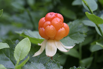 Image showing Cloudberry 