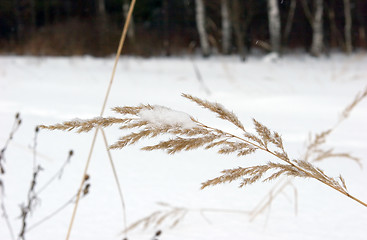 Image showing Dead grass under snow