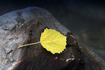 Image showing yellow leaf