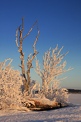 Image showing Winter landscape