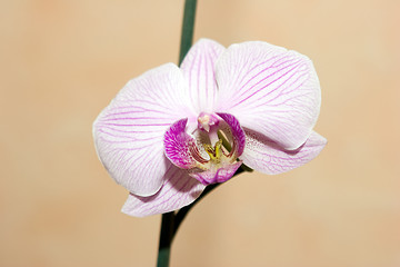 Image showing Orchid