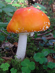 Image showing Mountain fresh mushroom