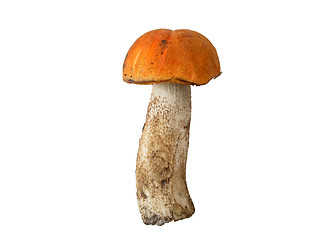 Image showing Fresh mountain mushroom 