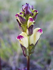 Image showing Beautiful budding orchid 