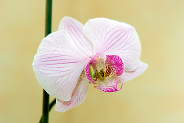 Image showing Orchid