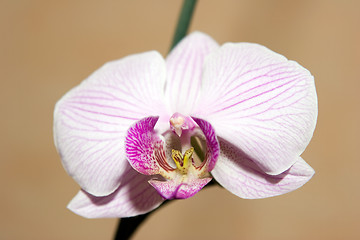 Image showing Orchid