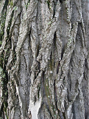 Image showing Tree bark texture 