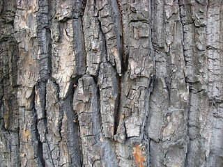 Image showing Tree bark texture