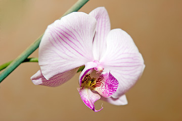 Image showing Orchid