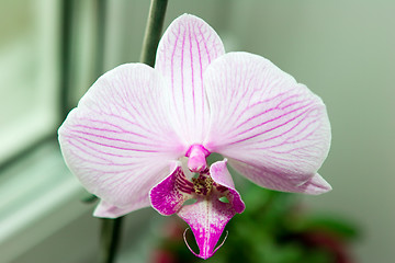 Image showing Orchid