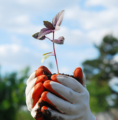 Image showing plant in a hands