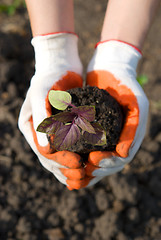 Image showing plant in hand