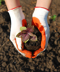 Image showing plant in hand