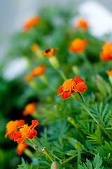 Image showing field of orange flowers 