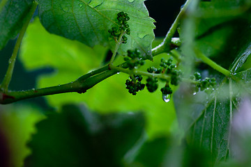 Image showing green leaves