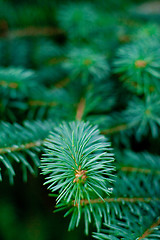 Image showing pine tree