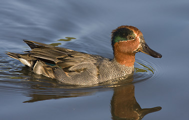 Image showing Eurasian Teal