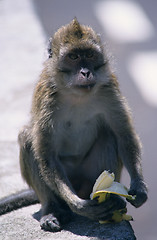 Image showing monkey eating a banana