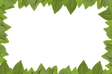 Image showing green leaves frame with white background