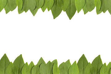 Image showing green leaves frame