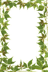 Image showing green leaves border