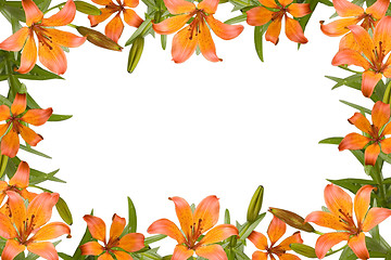 Image showing orange lily frame
