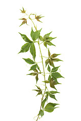 Image showing green leaves