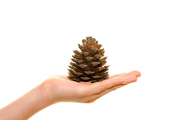 Image showing Cone on palm