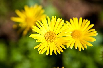 Image showing Yellow daisies