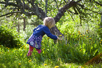 Image showing Little girl with dandelions