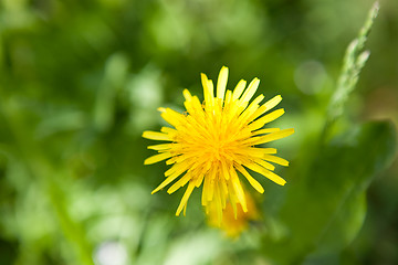 Image showing Beautiful yellow dandelion