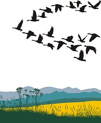 Image showing Migrating geese in the spring