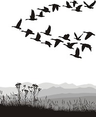 Image showing Migrating geese in the spring and autumn