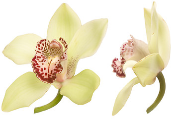 Image showing orchid flower