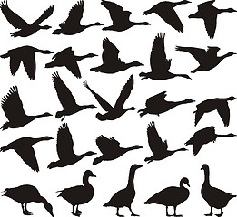 Image showing Geese black silhouette