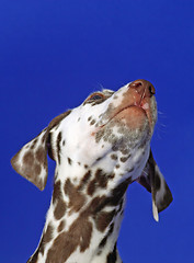 Image showing Dalmation