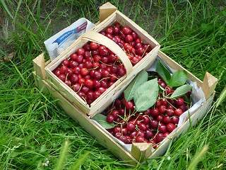 Image showing Baskets full of cherries