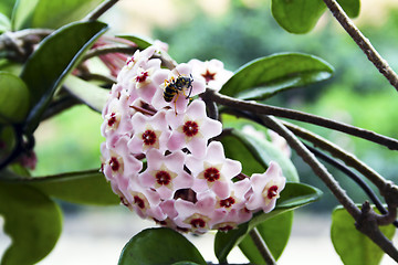 Image showing Honeybee on pink flower