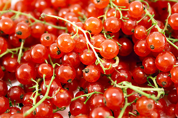 Image showing Red currant