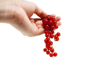 Image showing Female hand with red currant berries