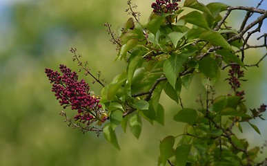 Image showing Common lilac