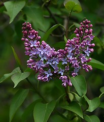 Image showing Common lilac