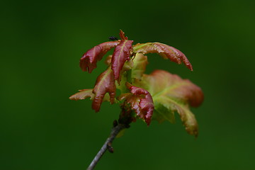 Image showing Oak leaves