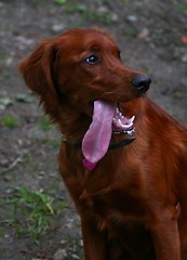 Image showing Irish setter