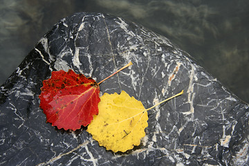 Image showing Colorful leaves isolated on stone