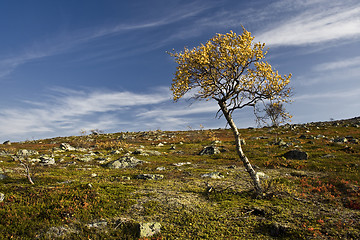 Image showing Lonely tree 