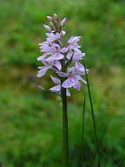 Image showing Beautiful spotted-orchid 